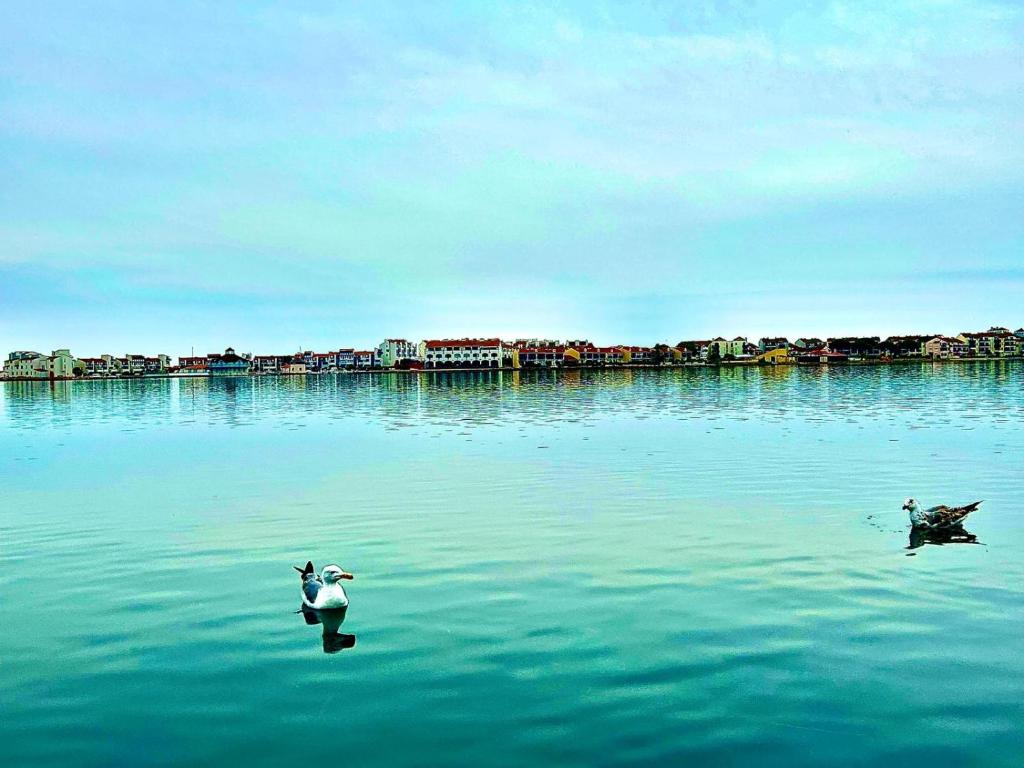 deux canards nageant dans une grande masse d'eau dans l'établissement Le Dauphin du port, à Port-la-Nouvelle