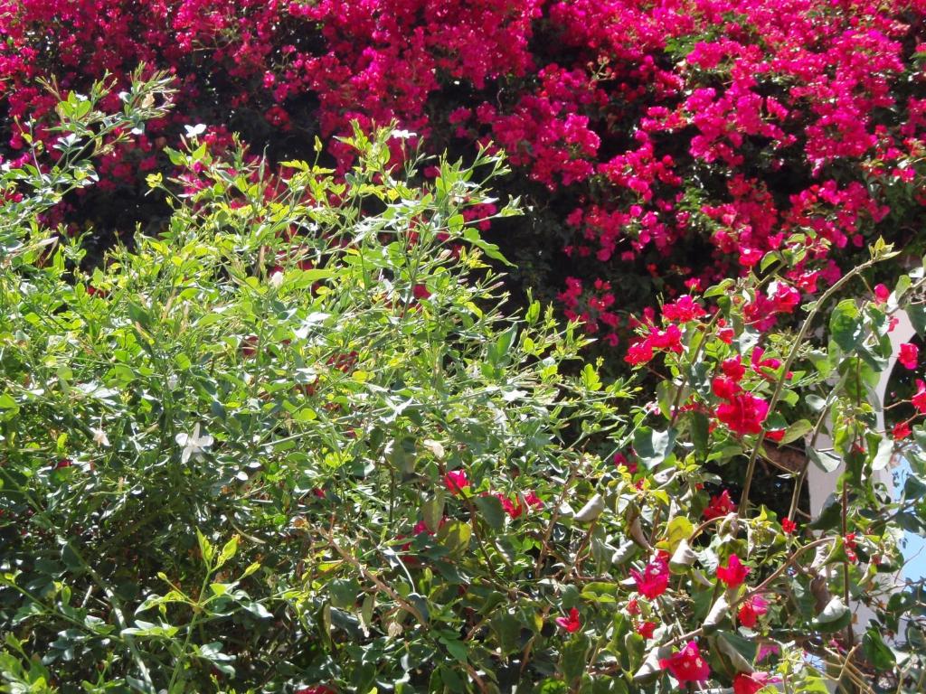 a bunch of pink flowers in a garden at Villas Michalis in Chorafakia