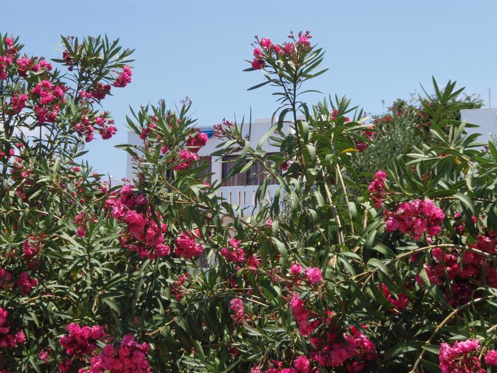 a bush of pink flowers in front of a building at Villas Michalis in Chorafakia