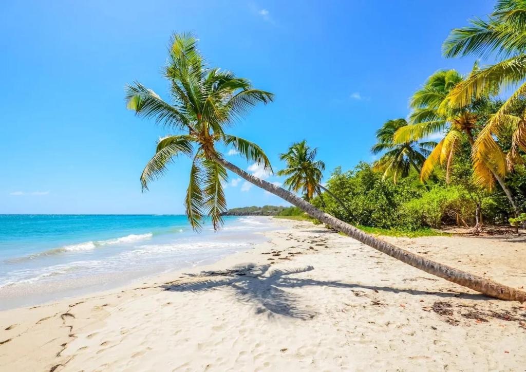 a palm tree hanging over a sandy beach at Appartement charmant à Sainte-Anne | 30 m² | Balcon et jardin in Sainte-Anne