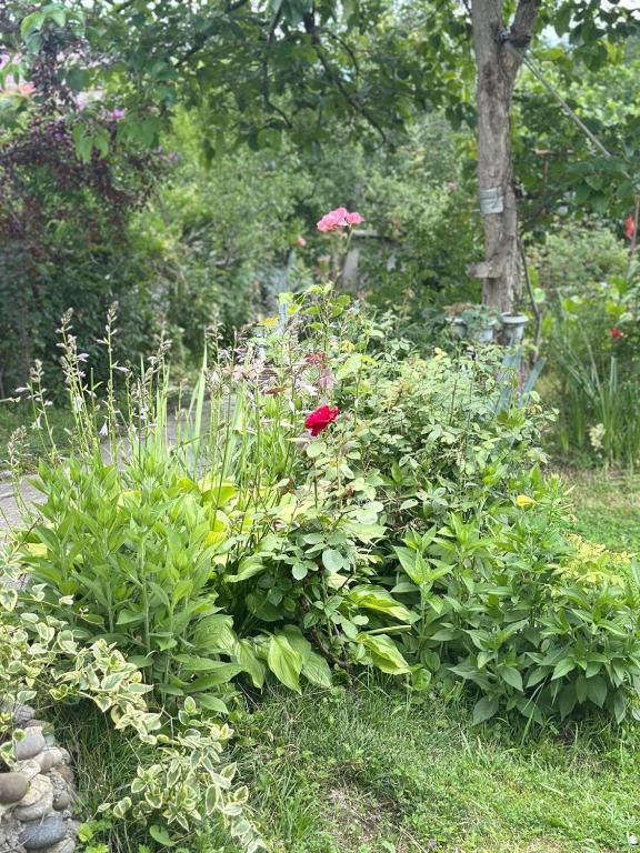 Zahrada ubytování Nunu's Guesthouse