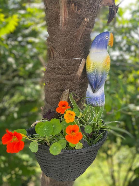 Κήπος έξω από το Guest House Botanical Paradise