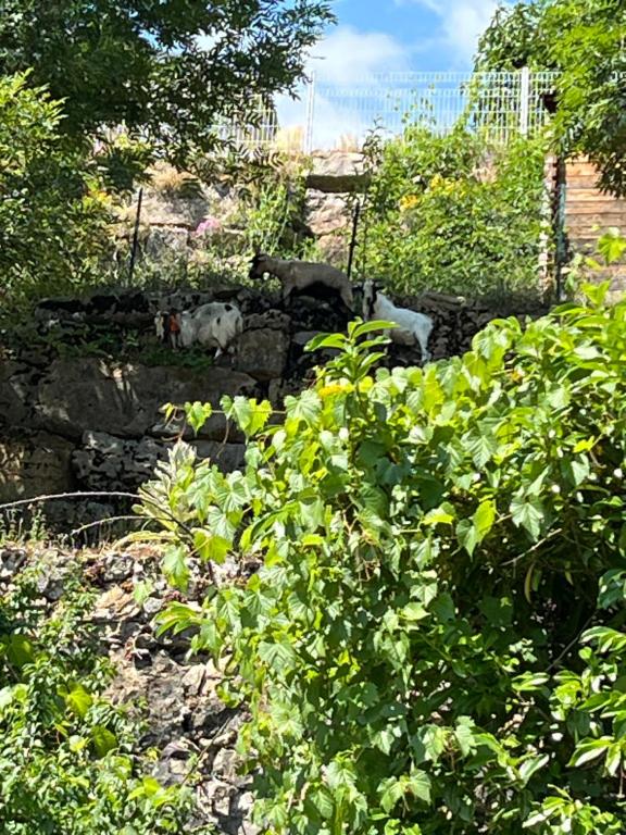 Zahrada ubytování Gîte de Coussane 2