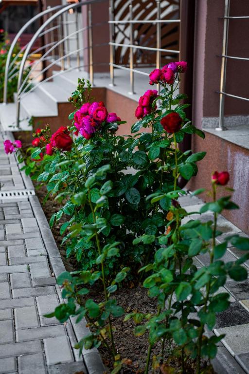 Zahrada ubytování Casa Coco