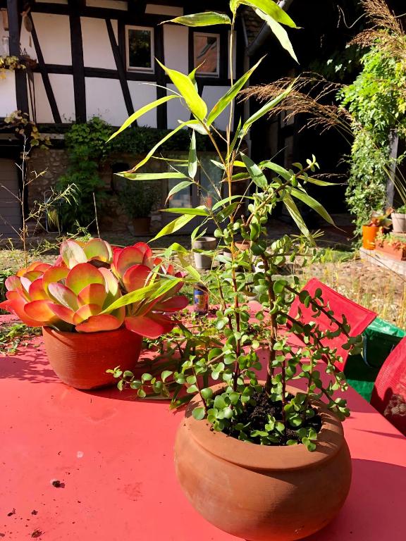 Zahrada ubytování B&B Le Lodge