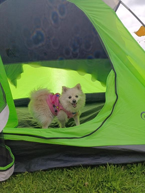 Domácí mazlíčci ubytovaní s hosty v ubytování Camping San Francisco - Cabaña, Teepee & Zona de Camping