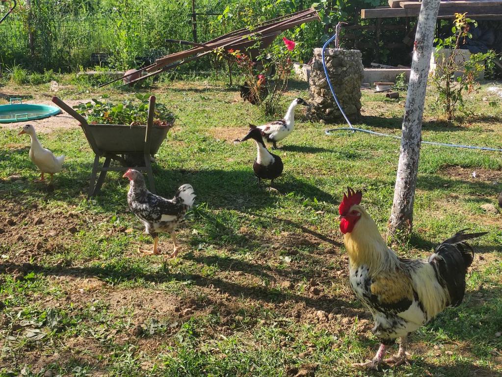 Animals a l'apartament o a prop