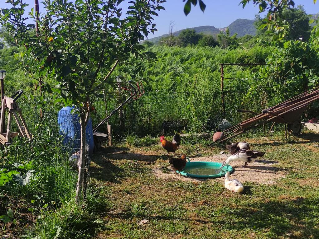 Jardí fora de Green Valley
