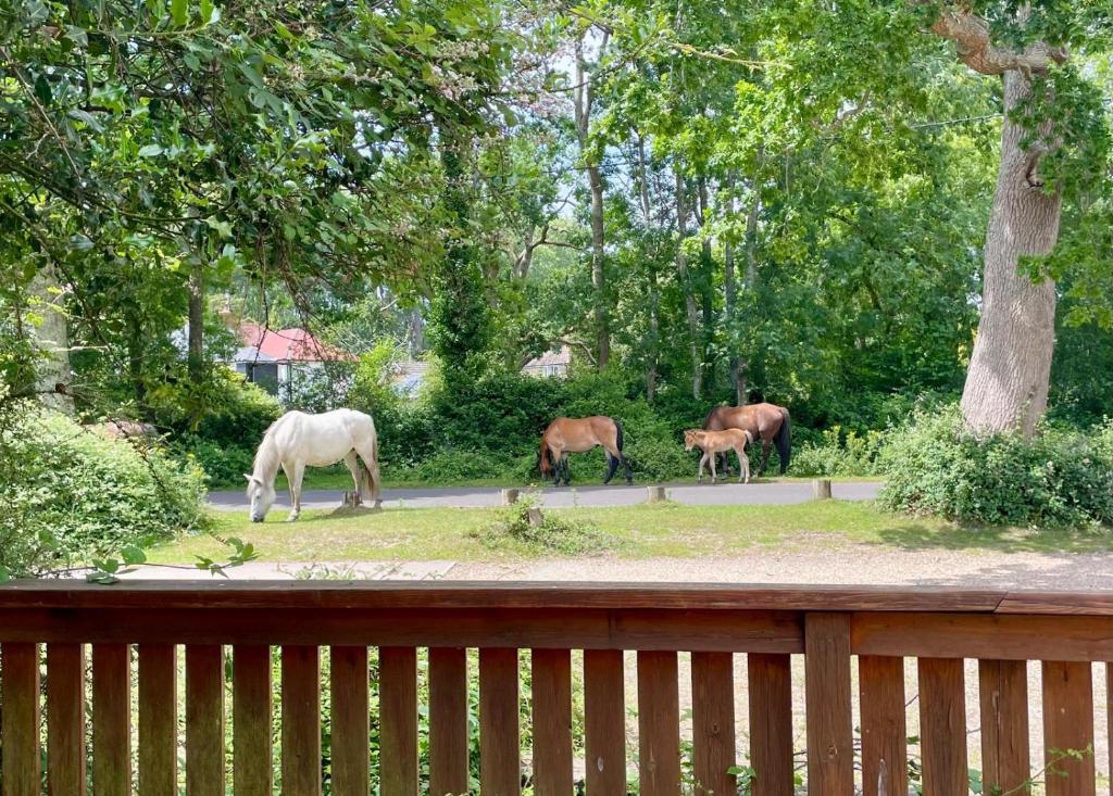a group of horses grazing on the side of a road at The Pigs' Pantry, Burley in Burley