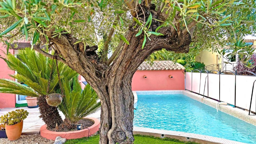un arbre à côté d'une piscine dans une cour dans l'établissement Mas Garonnette, à Sainte-Maxime