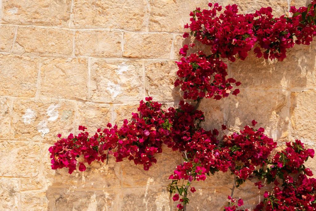 Fotografie z fotogalerie ubytování Tenuta La Pomona v destinaci Ostuni