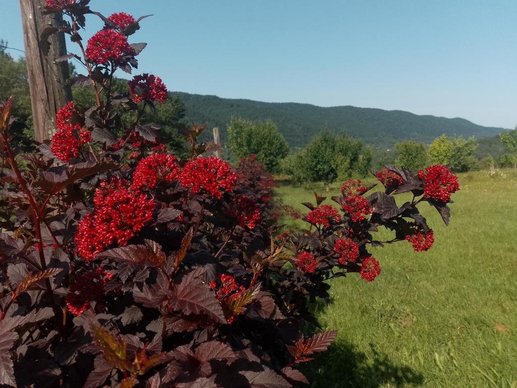Príroda v okolí privátu