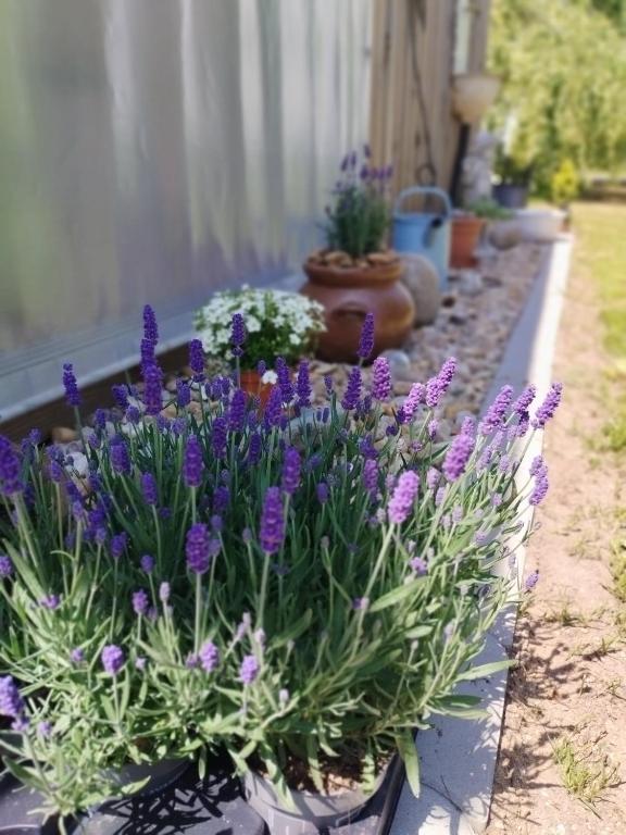 Zahrada ubytování Glamping Mezi ploty