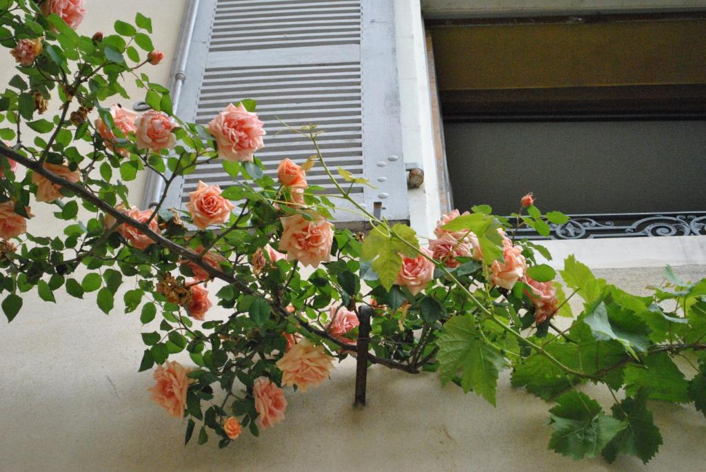 a bunch of pink roses on a branch in front of a window at Le Ragois in Richelieu