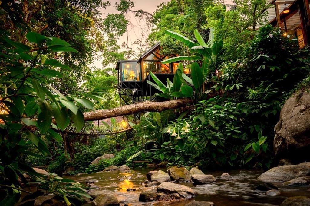 a tree branch crossing a stream in a forest at Voraman Hut in Chiang Mai