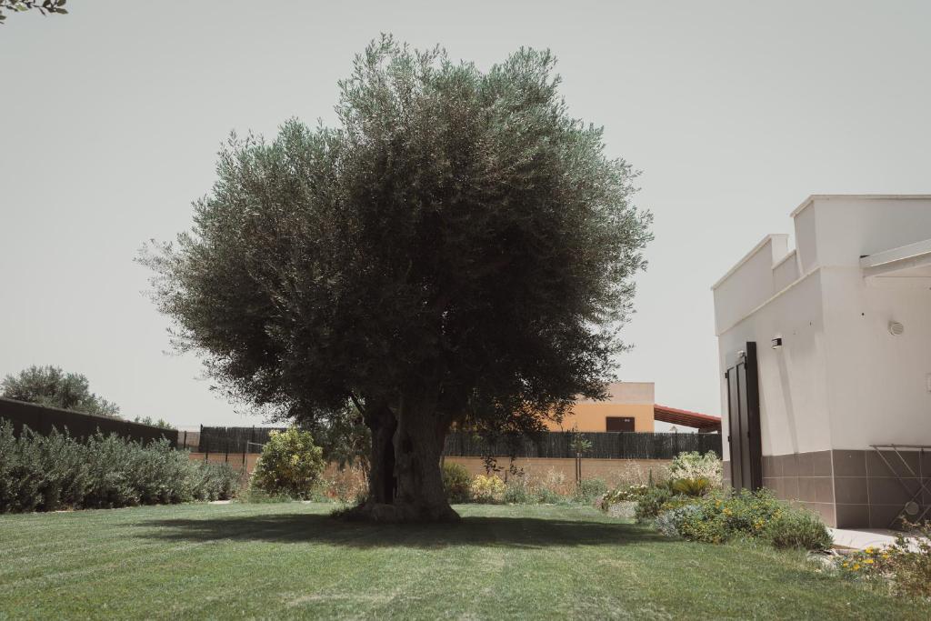 a tree sitting in the middle of a yard at Masseria Gravame - Case Vacanza in Taranto
