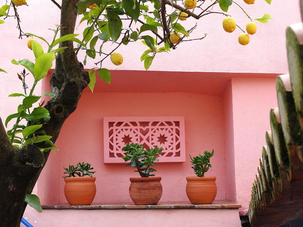 a row of potted plants on a pink house at Casa do Limoeiro - sleeps up to 4 comfortably in Serpa