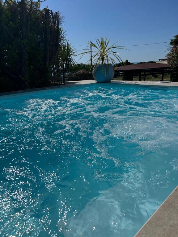a pool of blue water with a palm tree in the background at Villa Giulia in Parghelia