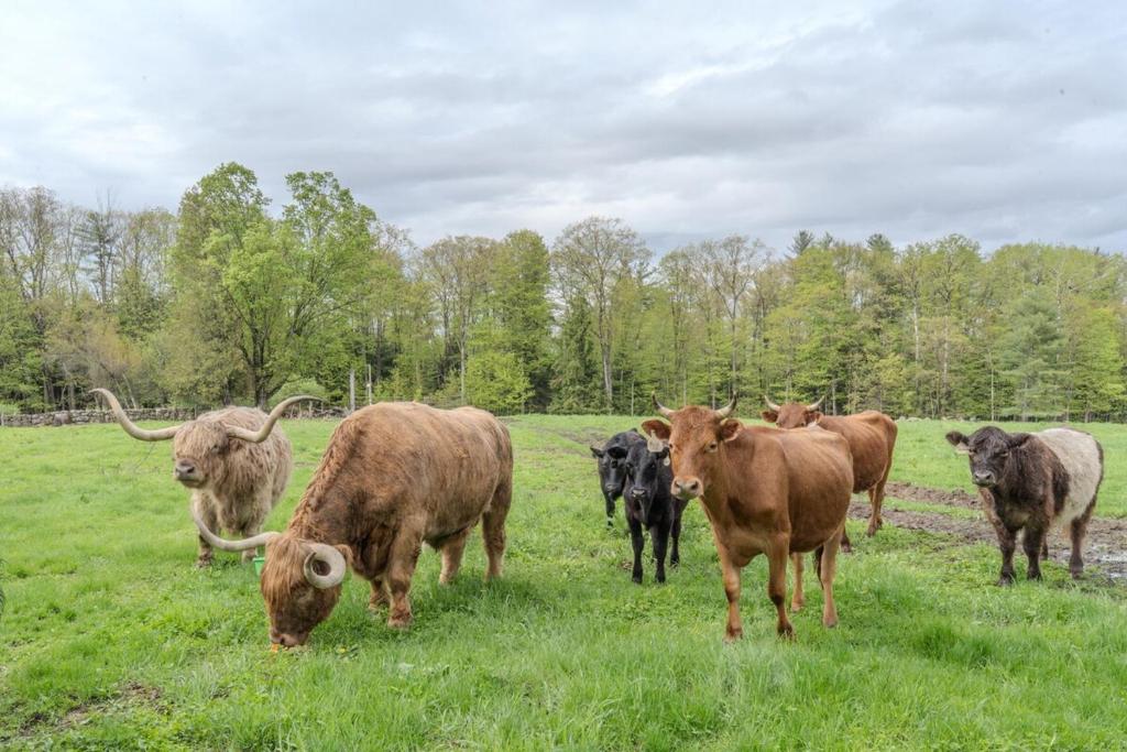 a group of cows grazing in a field at Highland Catttle Farm - Cozy Suite for Two - C in Loudon