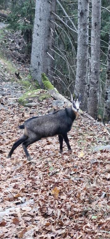 Zvířata v apartmánu nebo okolí