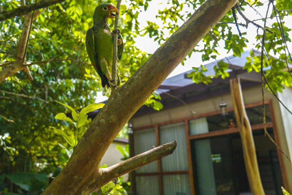 a green parrot perched on the branch of a tree at Bamboo River Lodge in Horquetas