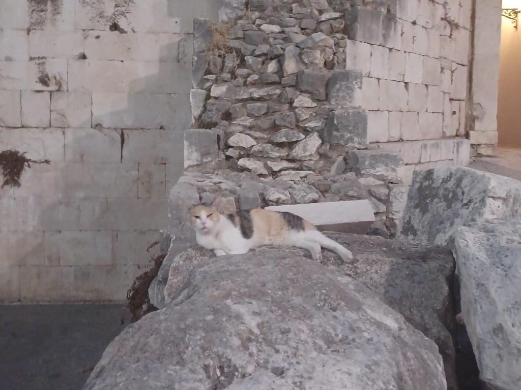 Mascotas con sus dueños en Silver Gate Diocletians'Palace