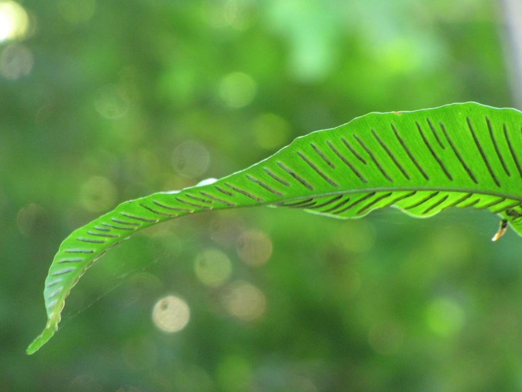 een groen blad met een klein insect erop bij Etxeberri Landa Etxea in Régil