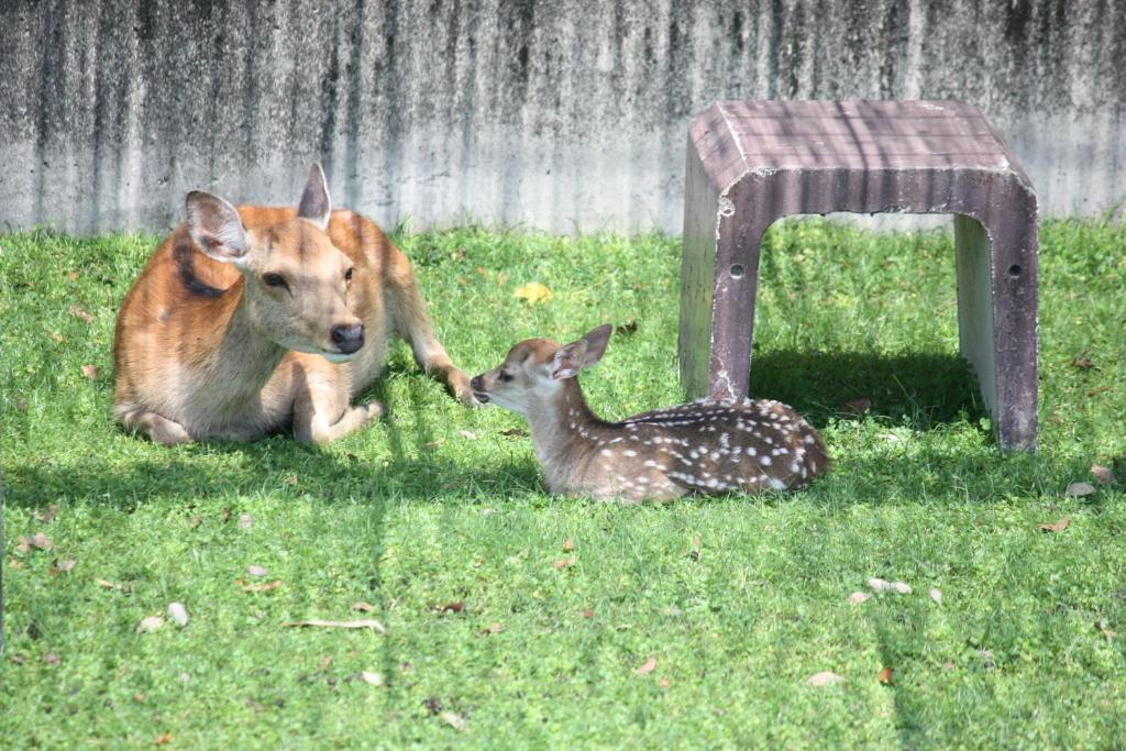 Zvířata v hotelu nebo okolí