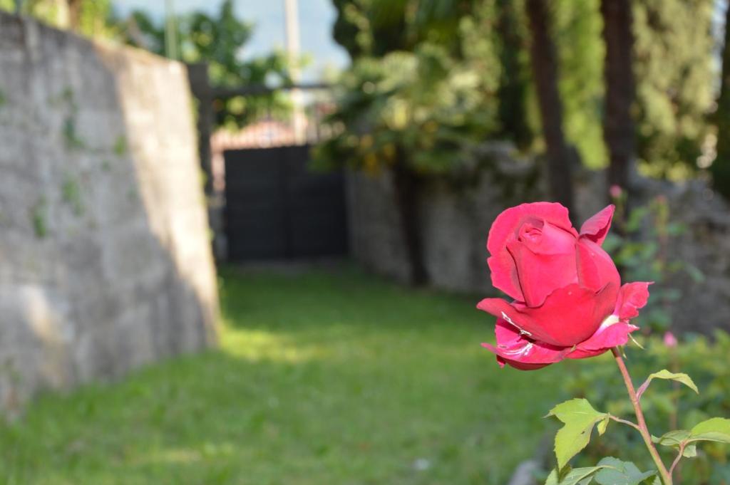 A garden outside Arco Climbing
