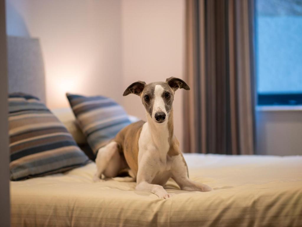 a dog sitting on top of a bed at Harbour Stays - The Marine Centre, Saundersfoot Harbour, SA69 9HE in Saundersfoot