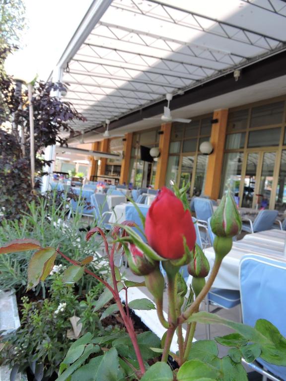 a red rose sitting in front of a building at Hotel Berna in Eraclea Mare