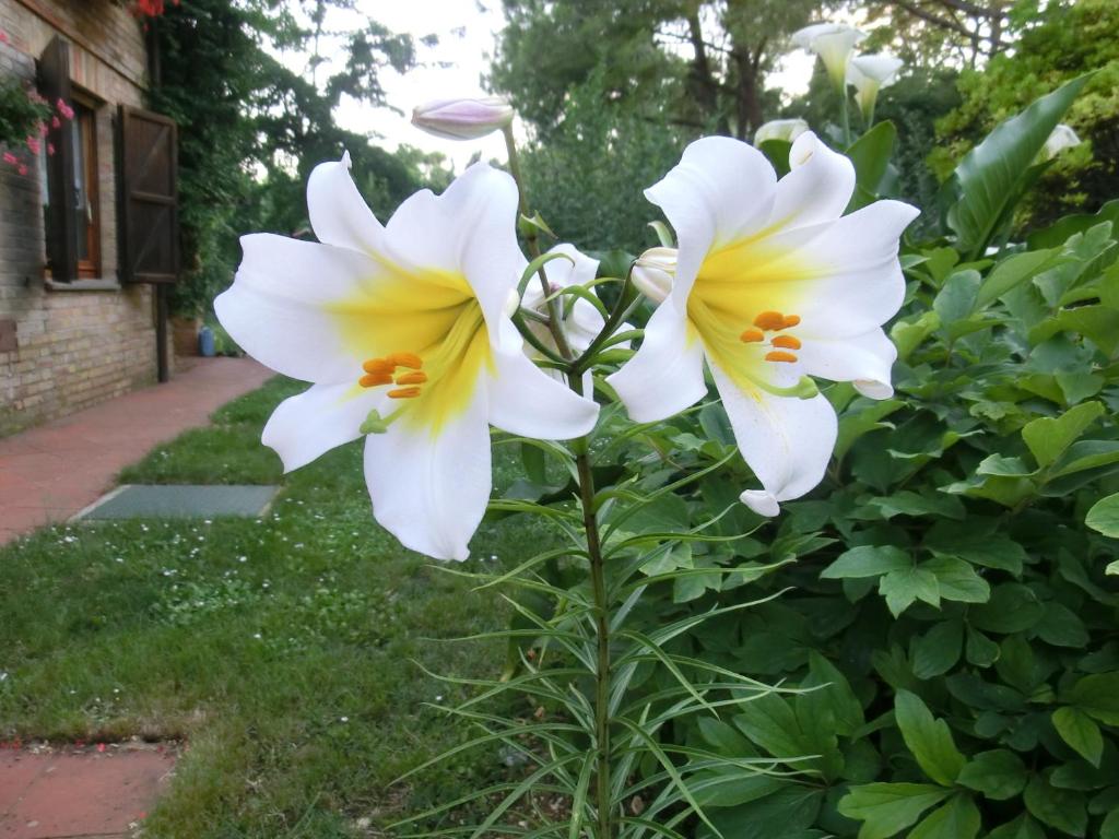 Zahrada ubytování B&B Lieti Colli
