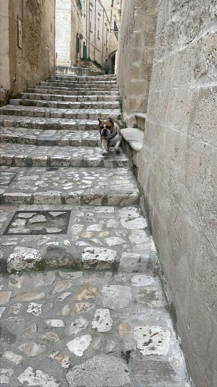 Domácí mazlíčci ubytovaní s hosty v ubytování Dimora La Gravina