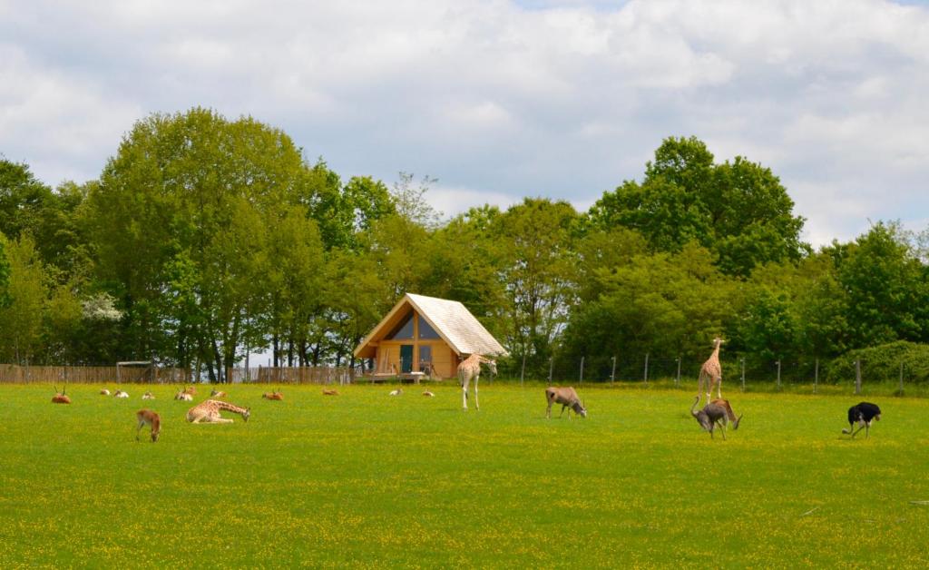 un troupeau de girafes et autres animaux dans un champ dans l'établissement Les Lodges Du Reynou, à Le Vigen