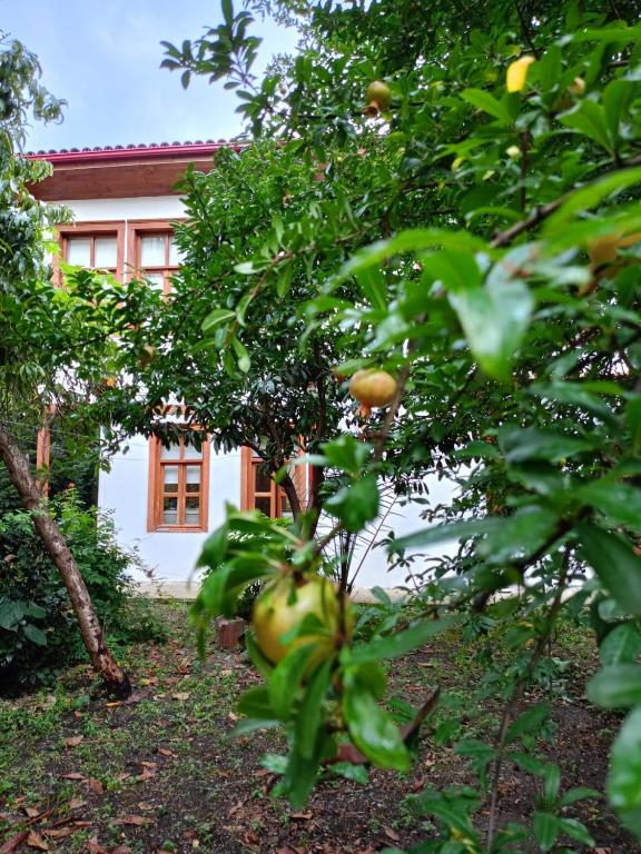 an apple tree in front of a house at Asiye Hanım Konağı in Trabzon