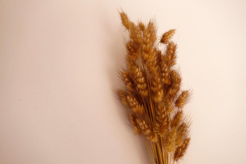 a group of feathers on a white wall at Sparrow Sintra Nest in Sintra