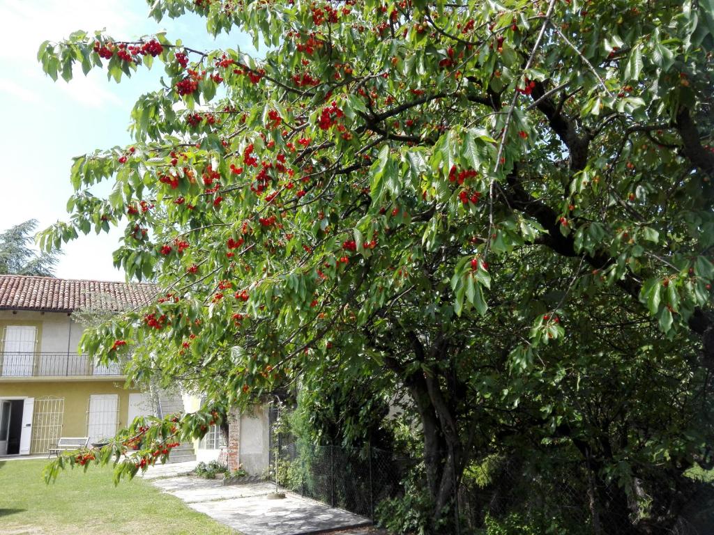 A garden outside Casa Badinot