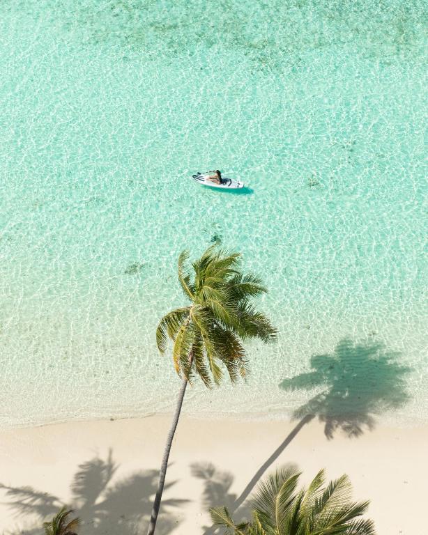 an overhead view of a palm tree and a boat in the water at Kirulhiya Maldives - Omadhoo in Omadhoo