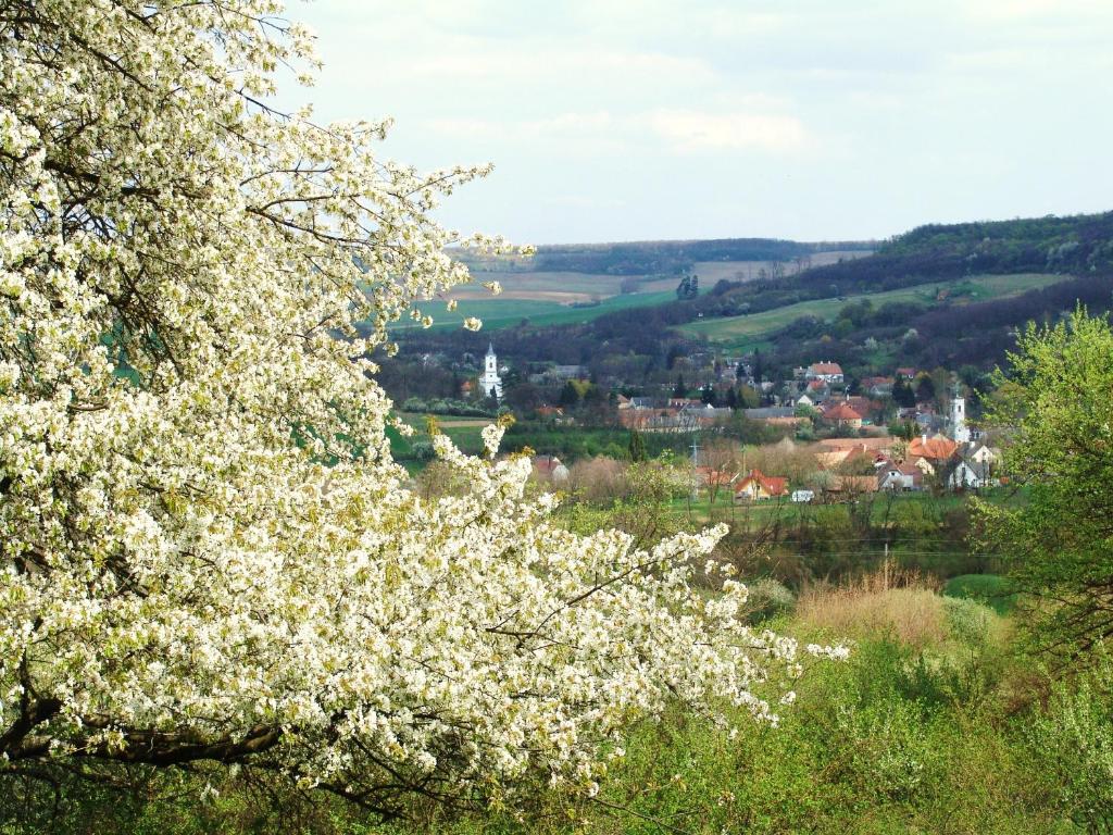 Příroda nedaleko venkovského domu