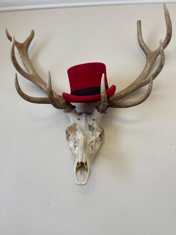 a deer skull with a red hat on it at St Judes, Mundesley in Mundesley