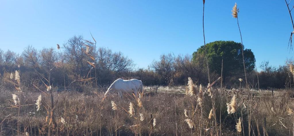 Naturlandskabet i nærheden af lejligheden