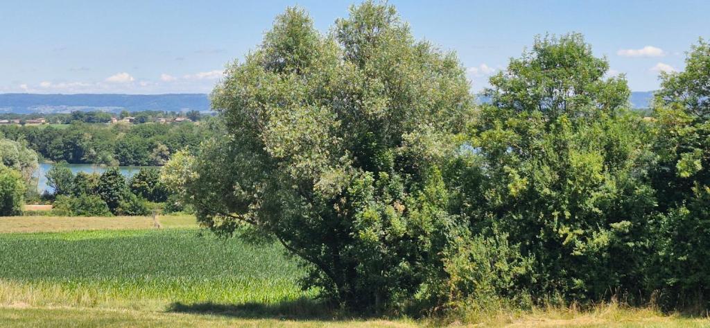 Φυσικό τοπίο κοντά σε αυτή η παραθεριστική κατοικία