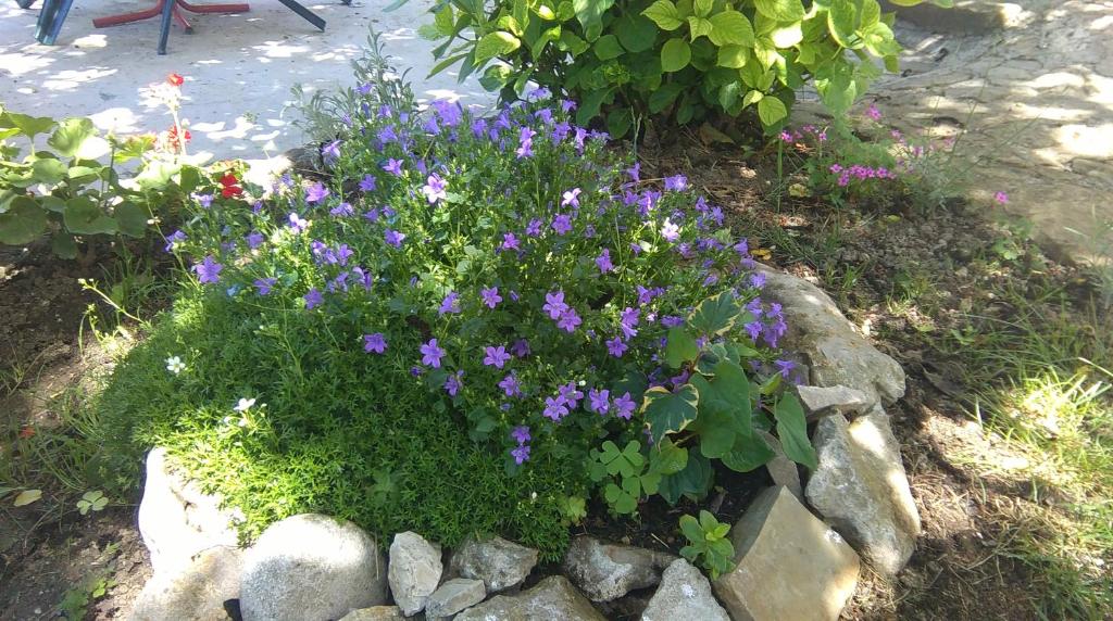 Garden sa labas ng Apartment Pud Oreh