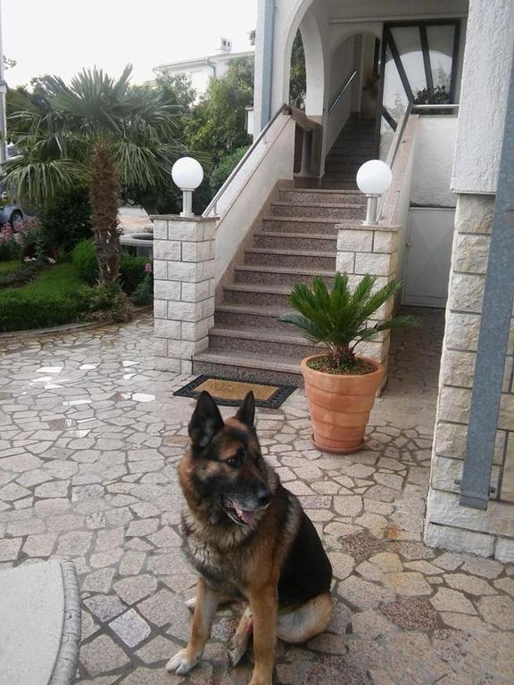 Domácí mazlíčci ubytovaní s hosty v ubytování Garfild Guest house
