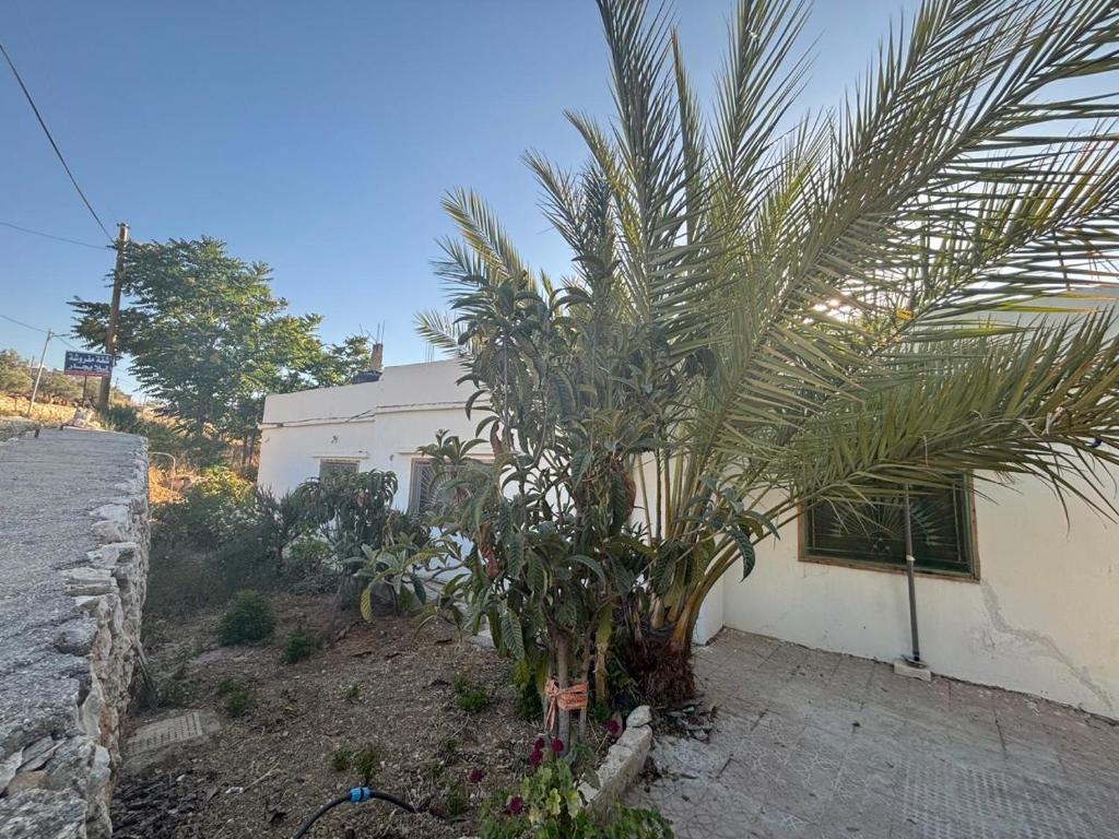 a palm tree in front of a white building at Leith Holiday Home in ‘Ayn Jannā