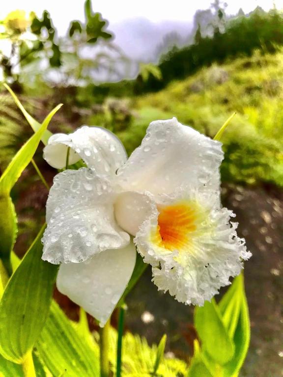 La Casa de Mario - Gocta