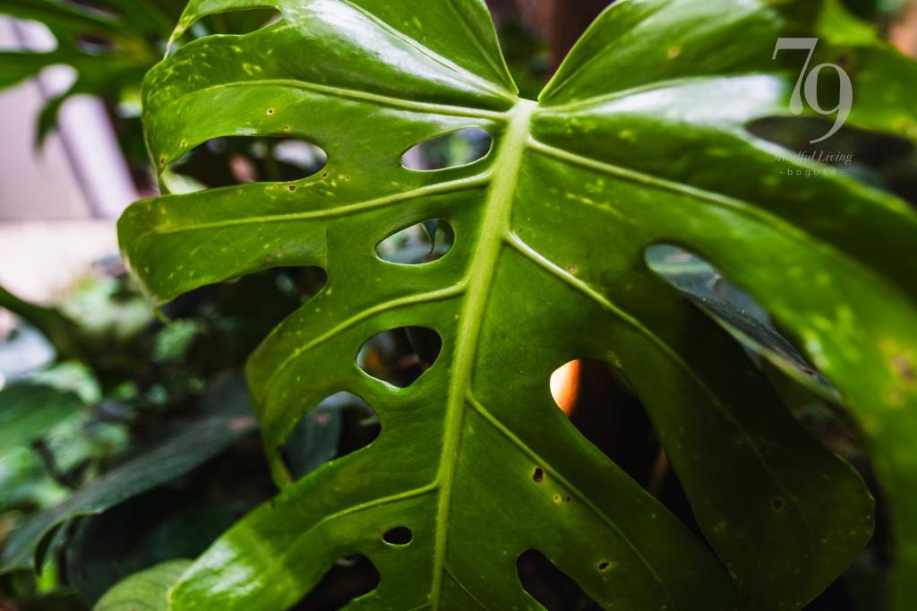 a close up of a green plant leaf at New Boutique in Bogotá