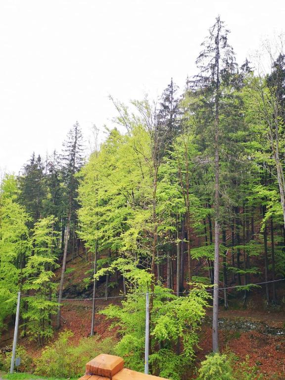 Pensjonat Alpejski Dwór - 12