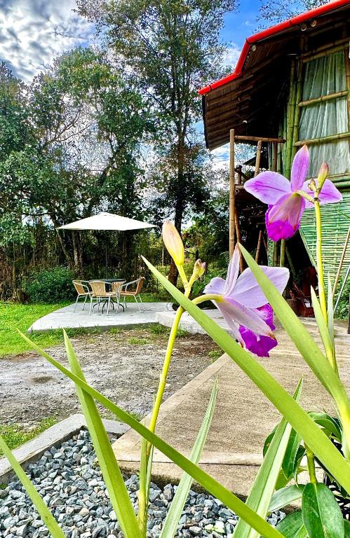 Vonkajšia záhrada v ubytovaní Cabaña privada Glamping via a termales