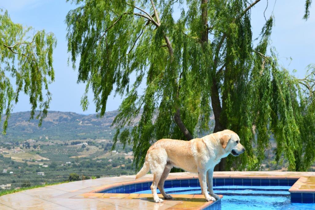 Domáce zviera alebo zvieratá hostí v ubytovaní Aspalathos Villas